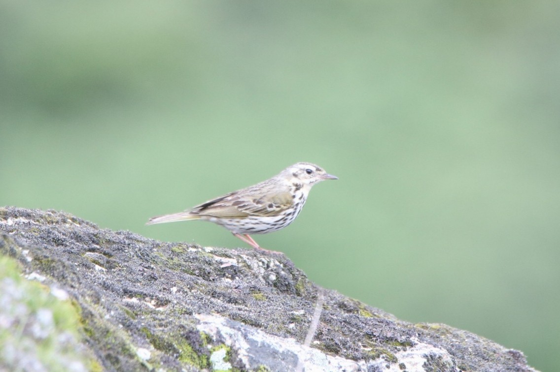 Olive-backed Pipit - Tamding Chewang