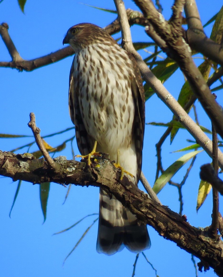 Sharp-shinned Hawk - ML35515381
