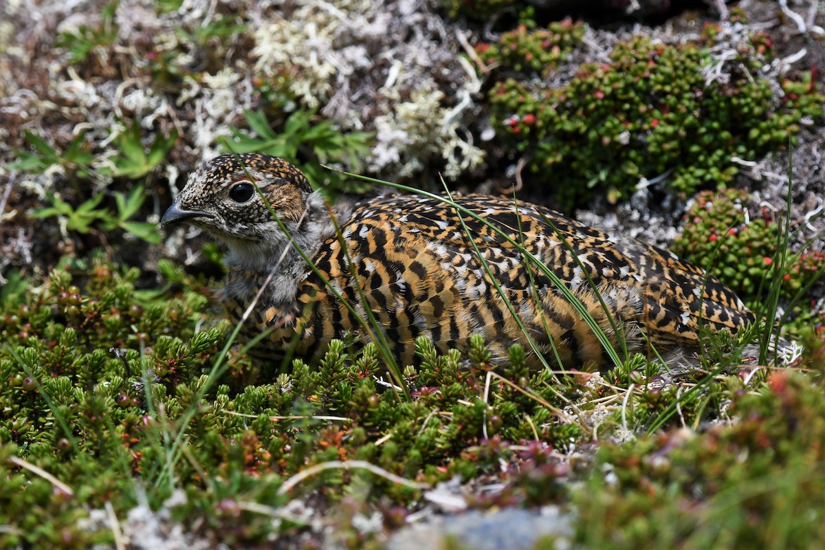 bělokur horský - ML355154081
