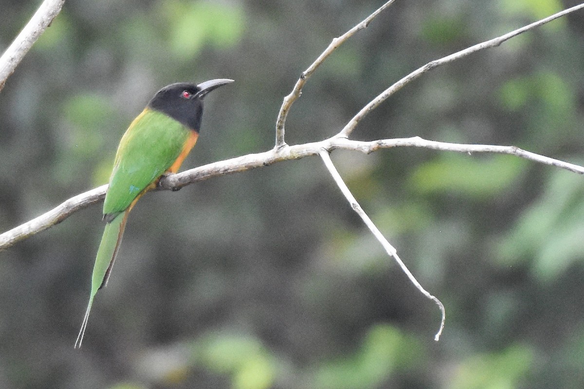 Black-headed Bee-eater - ML355155891