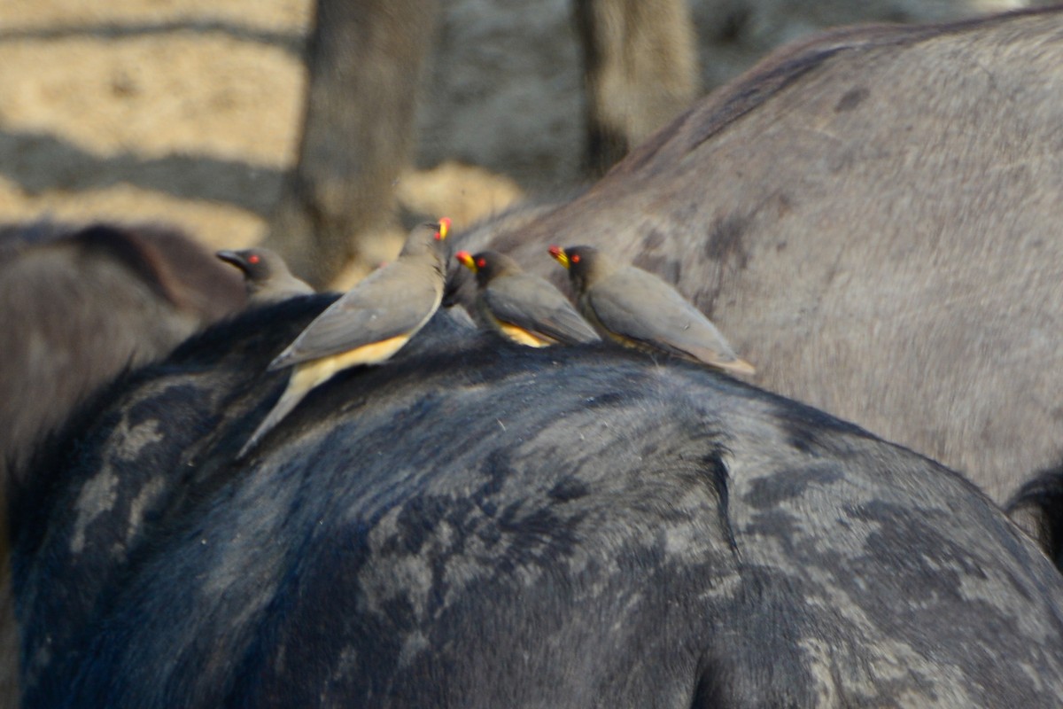 Yellow-billed Oxpecker - Rob  Henderson