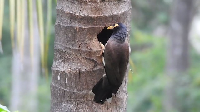 Common Myna - ML355164561