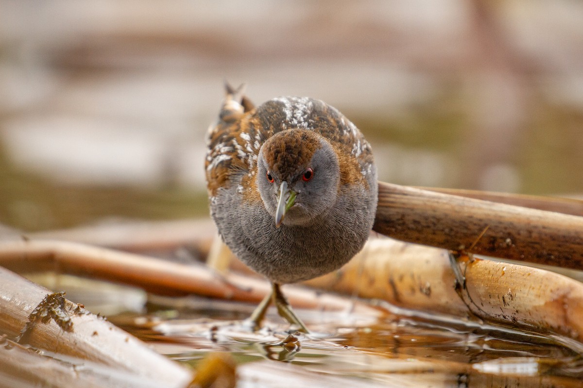 Baillon's Crake - ML355166021