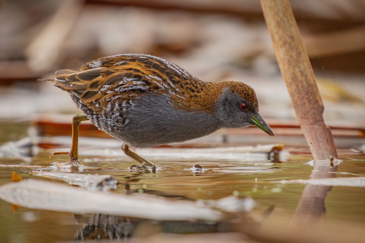 Baillon's Crake - ML355166061