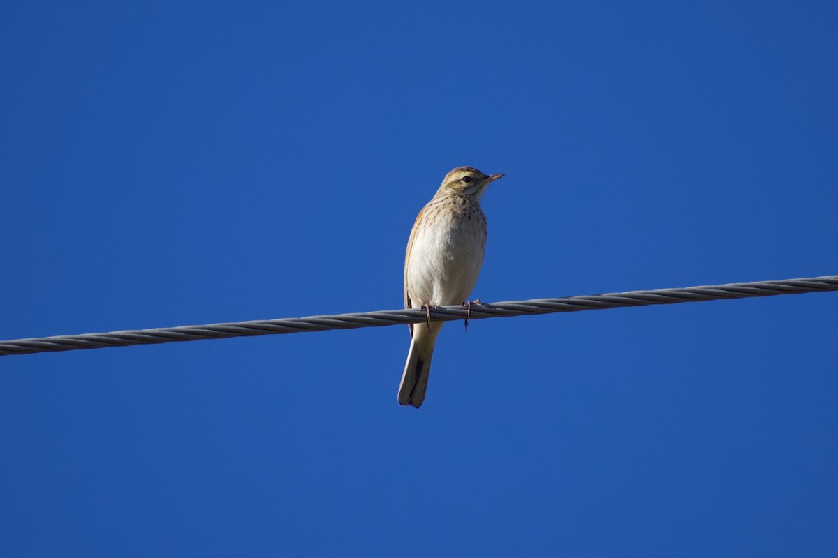 Australian Pipit - ML355166521