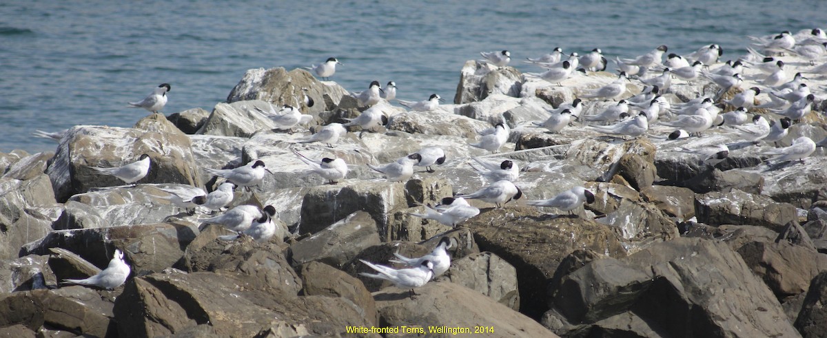 White-fronted Tern - ML355166951