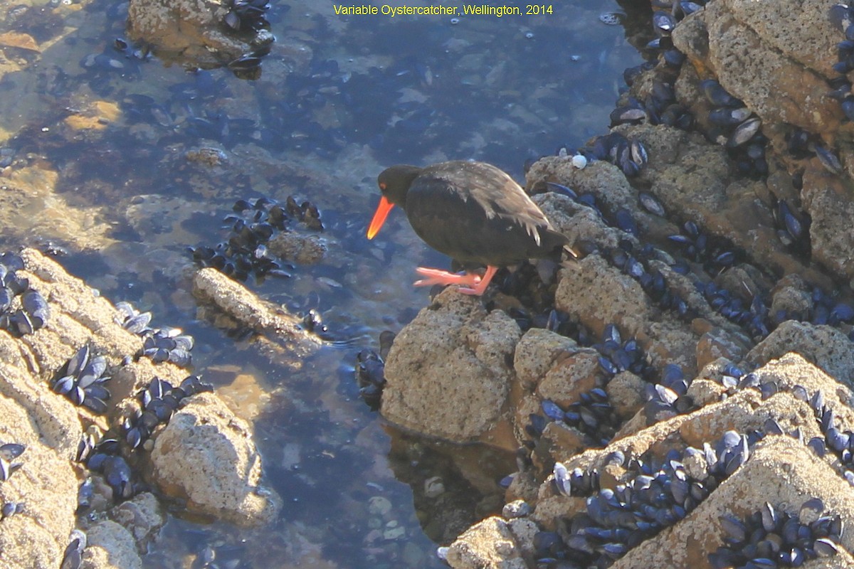 Variable Oystercatcher - ML355167461