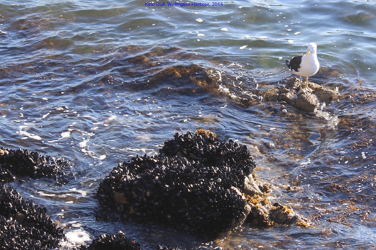 Kelp Gull - ML355167471