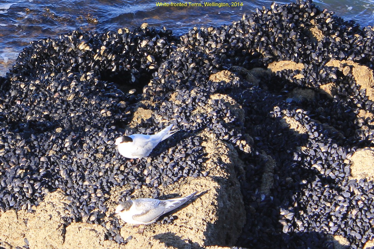 White-fronted Tern - ML355167481