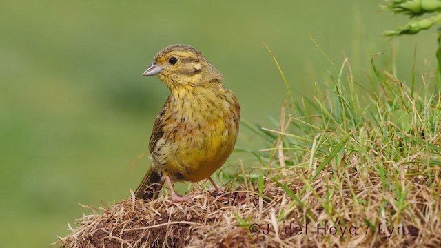 Yellowhammer - ML355167981