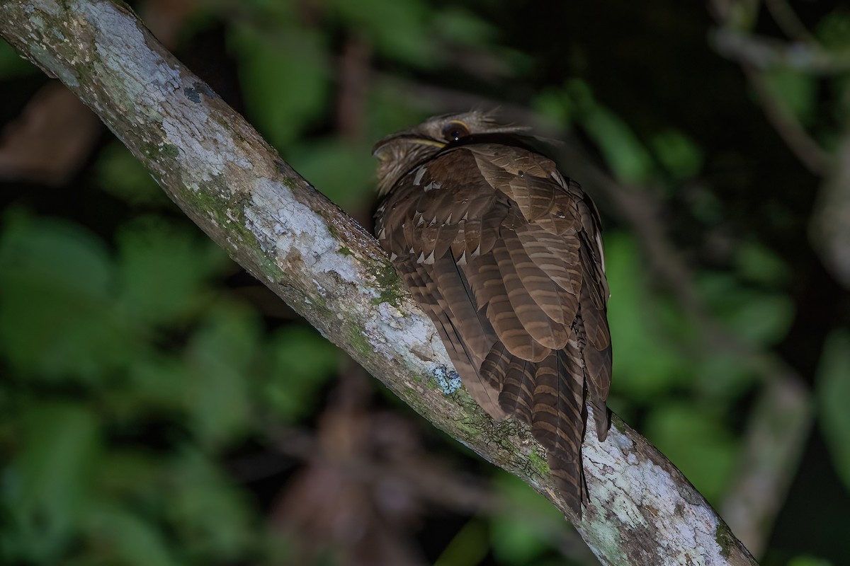 Large Frogmouth - ML355168111