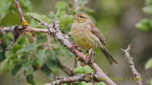 Yellowhammer - ML355168161