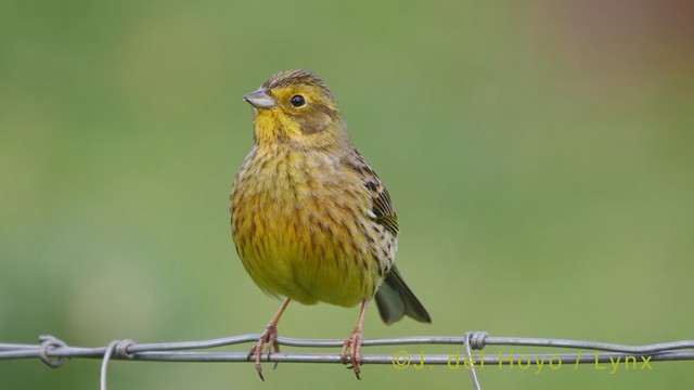 Yellowhammer - ML355168651