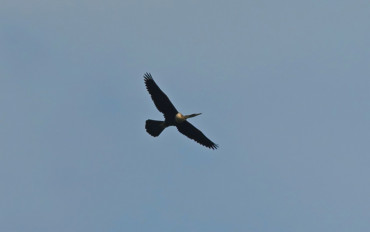 anhinga americká - ML355168941