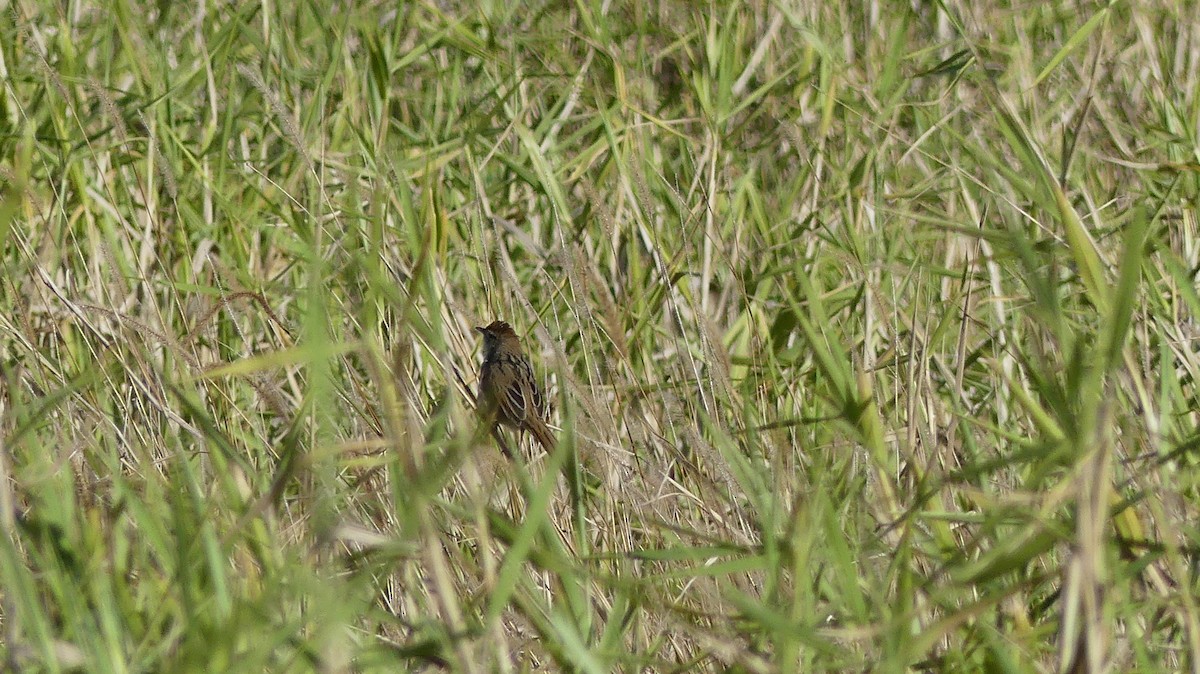 Tawny Grassbird - ML355170181