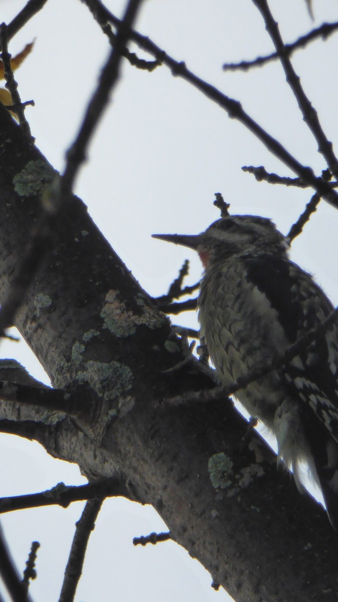 Yellow-bellied Sapsucker - ML35517021