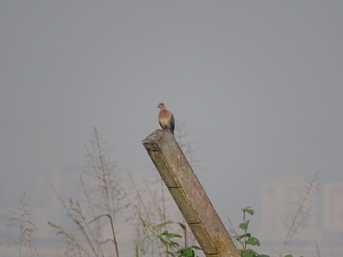 Laughing Dove - Manasvi Dadbhawala