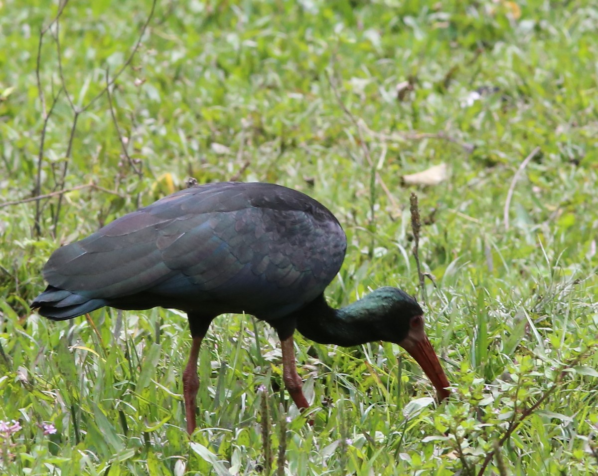 rødmaskeibis - ML35517111