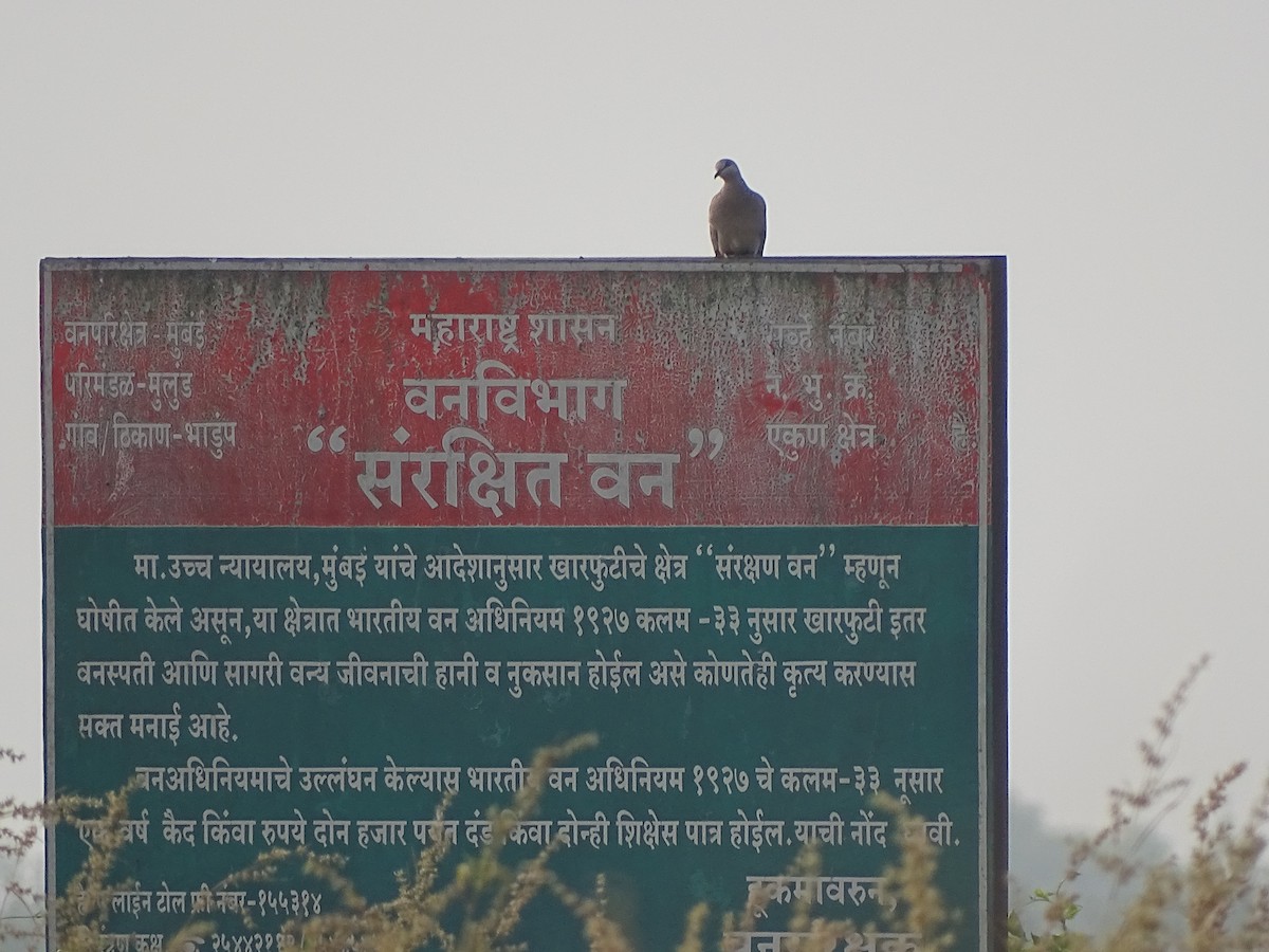 Laughing Dove - Manasvi Dadbhawala