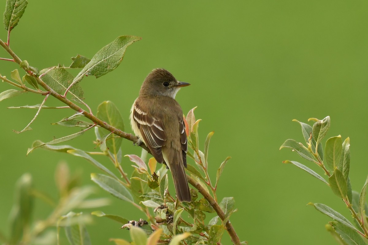 Willow Flycatcher - ML355172621