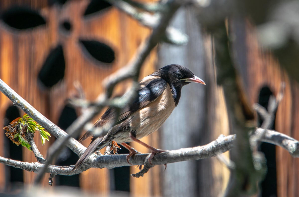 Rosy Starling - Nika Budagashvili