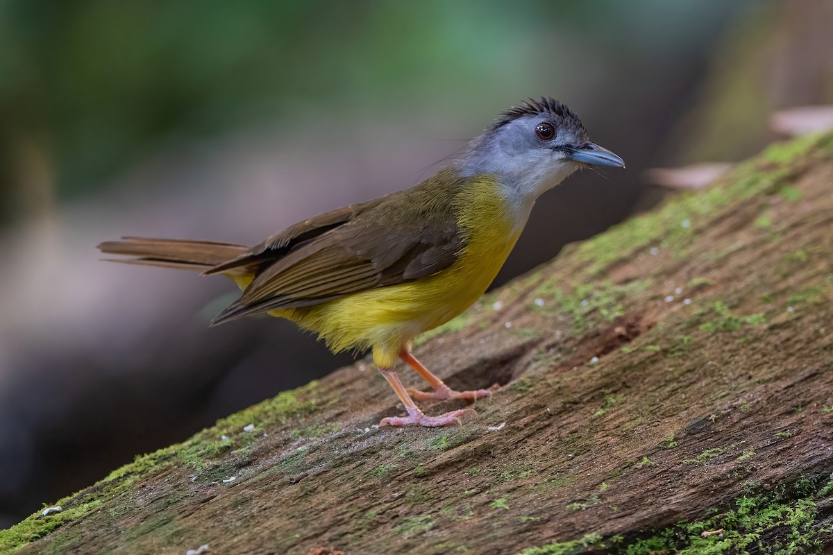 Yellow-bellied Bulbul - Ngoc Sam Thuong Dang