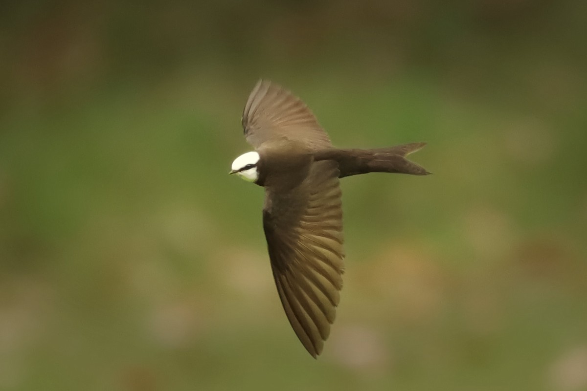 White-headed Sawwing - ML355174401