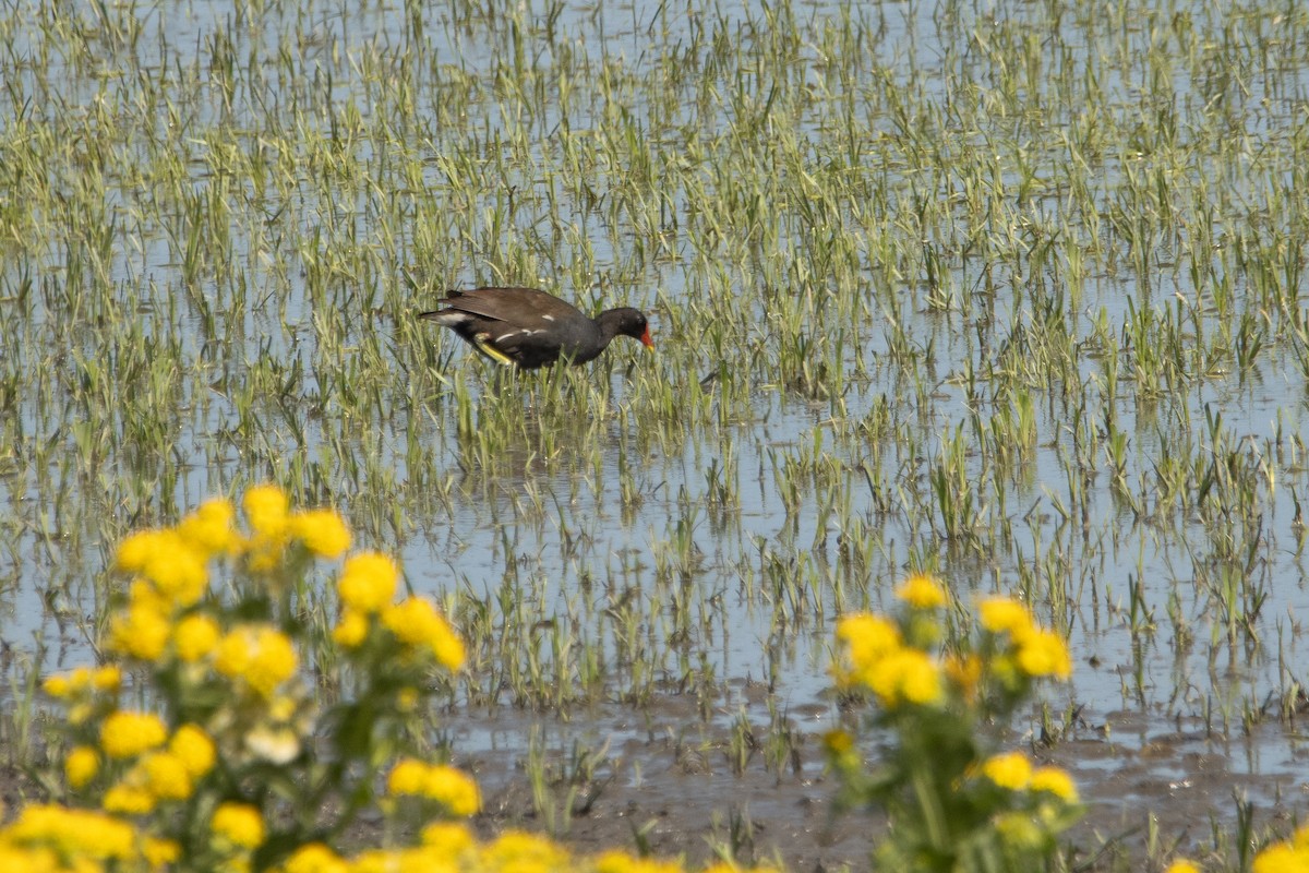 Eurasian Moorhen - Letty Roedolf Groenenboom