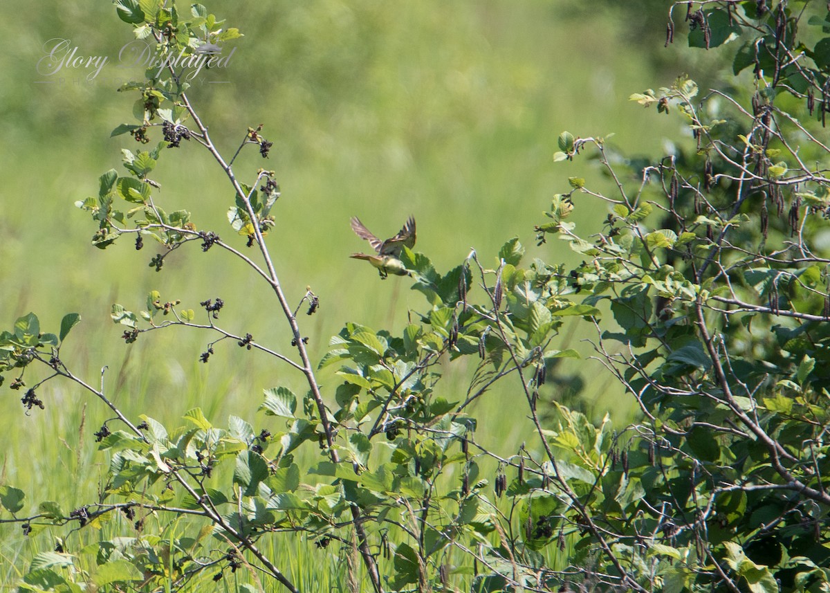 Great Crested Flycatcher - ML355176751