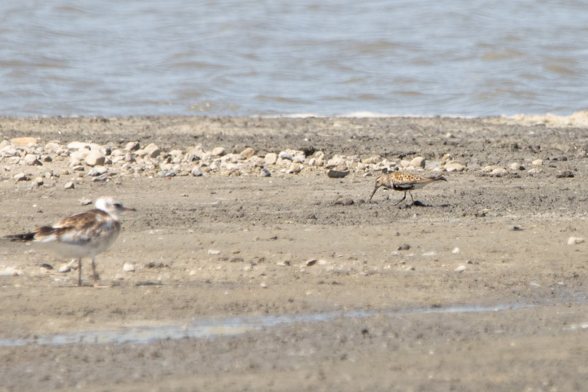 Dunlin - Letty Roedolf Groenenboom