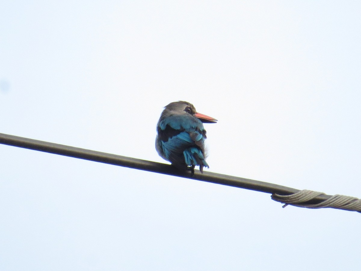 Woodland Kingfisher - Henry Burton