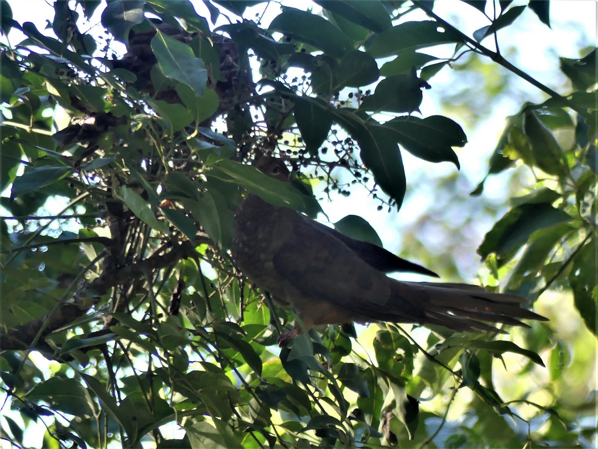 Brown Cuckoo-Dove - ML355178161