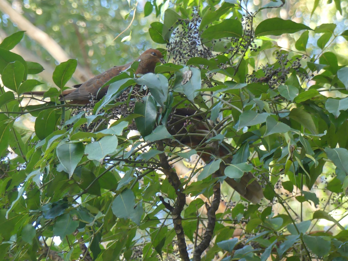 Brown Cuckoo-Dove - ML355178181