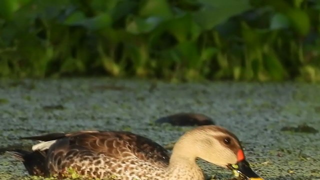 Indian Spot-billed Duck - ML355179031