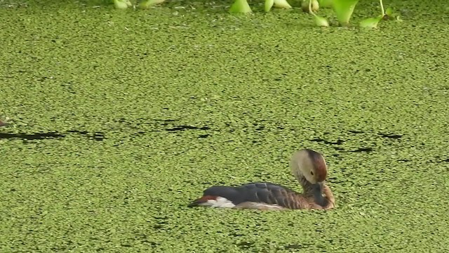 Lesser Whistling-Duck - ML355179781