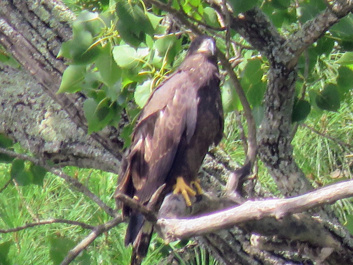 Bald Eagle - ML355180791