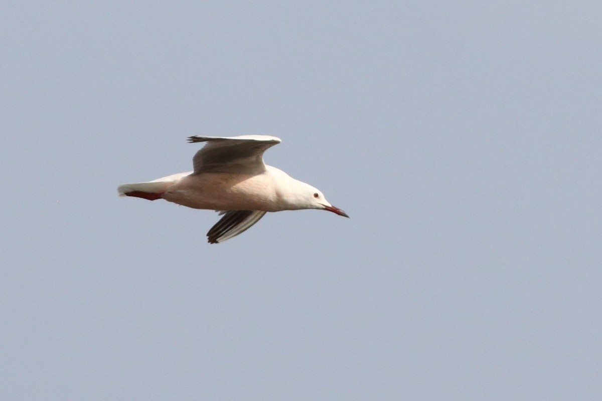 Slender-billed Gull - ML355182421