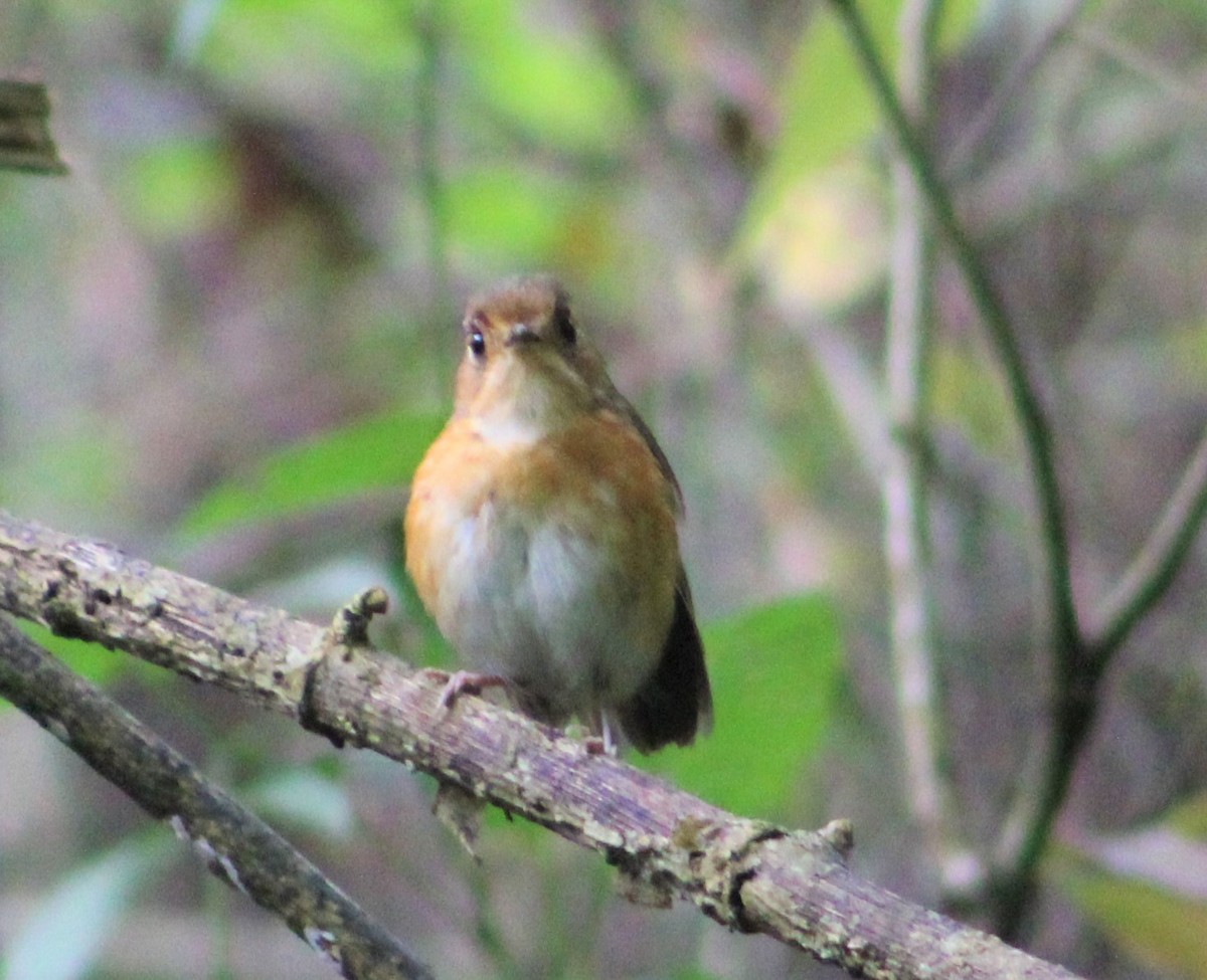 Rusty-breasted Antpitta - ML355184201