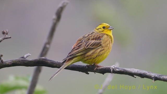 Yellowhammer - ML355186091