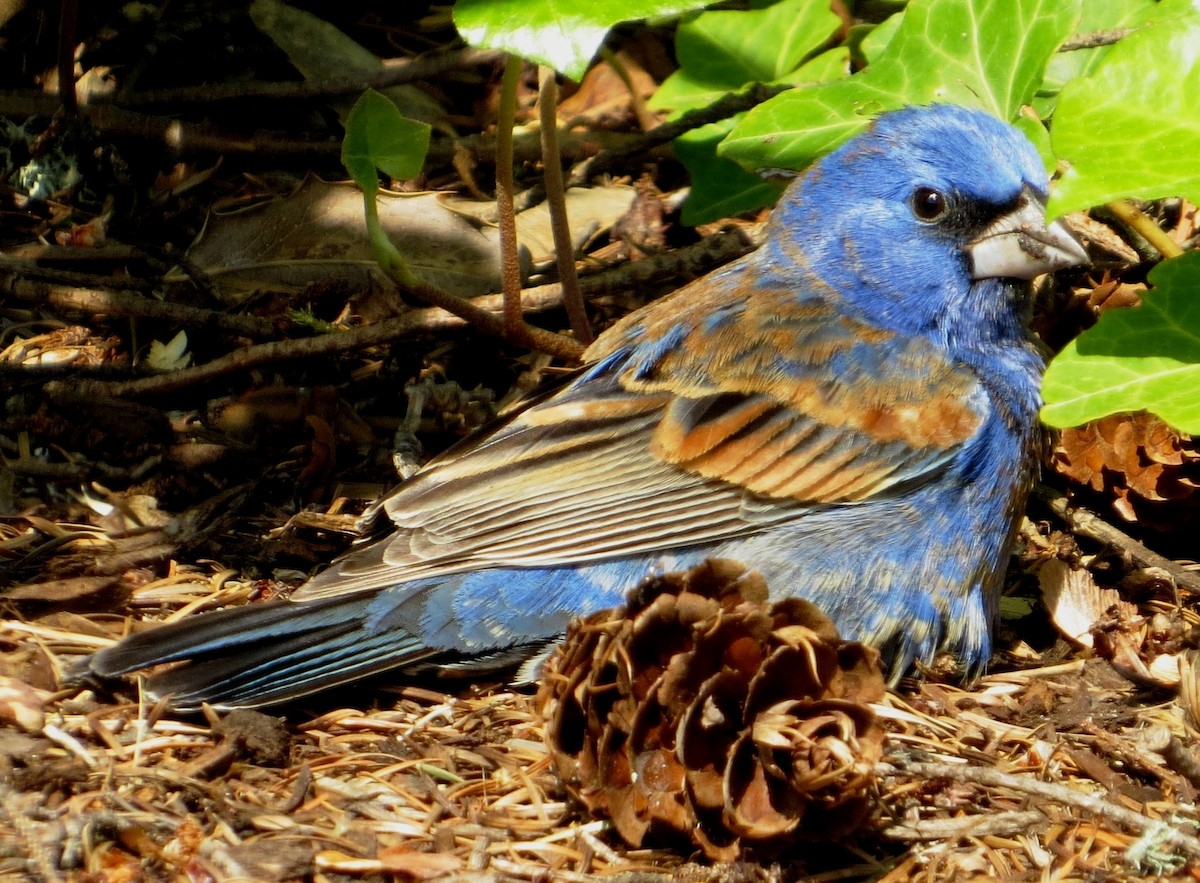 Blue Grosbeak - Nels Nelson