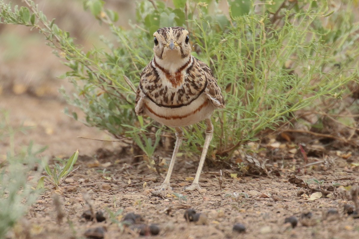 Three-banded Courser - ML355186451