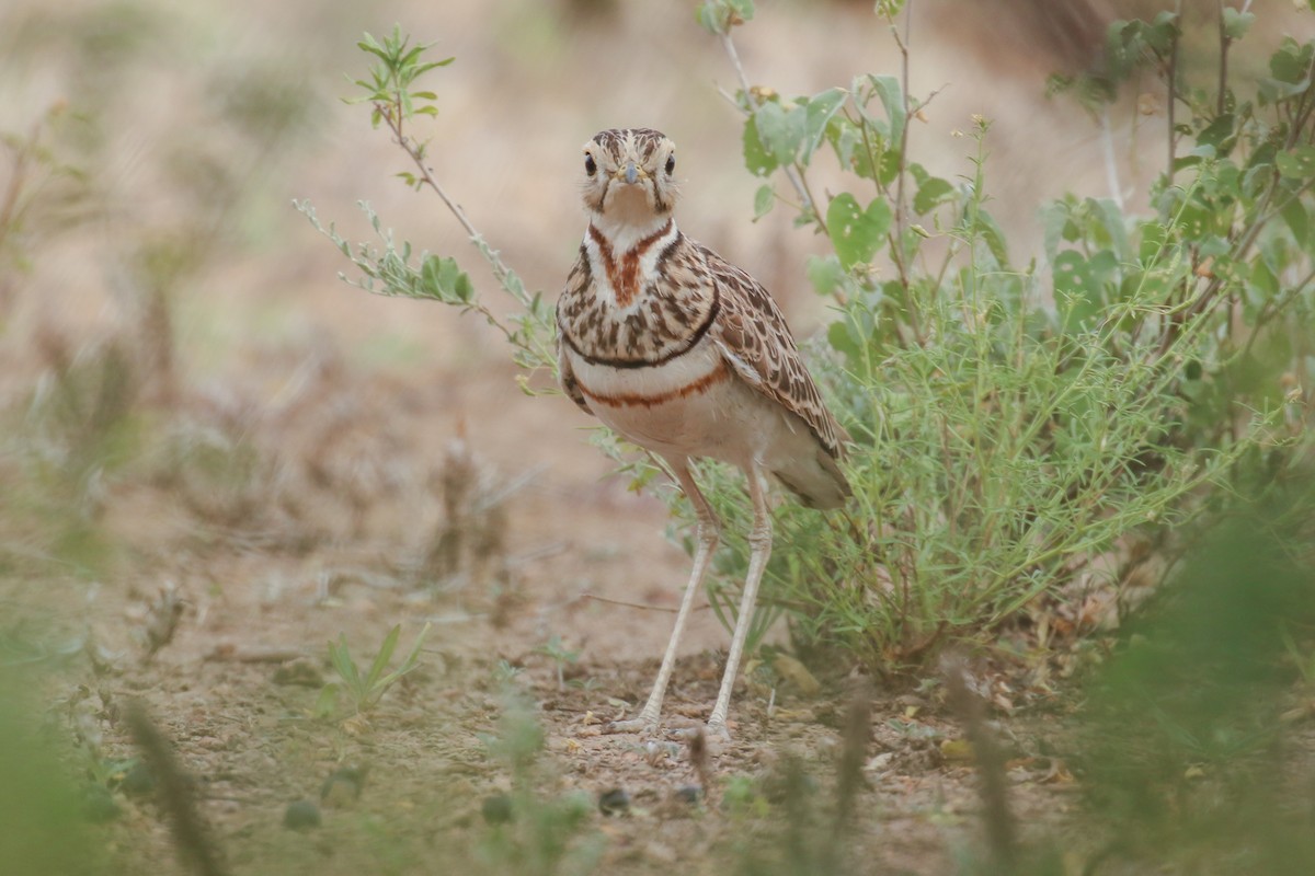 Three-banded Courser - ML355186481