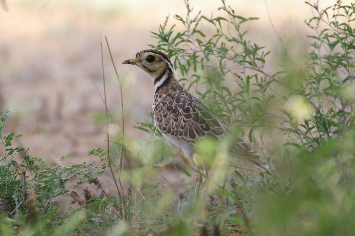 Three-banded Courser - ML355186491