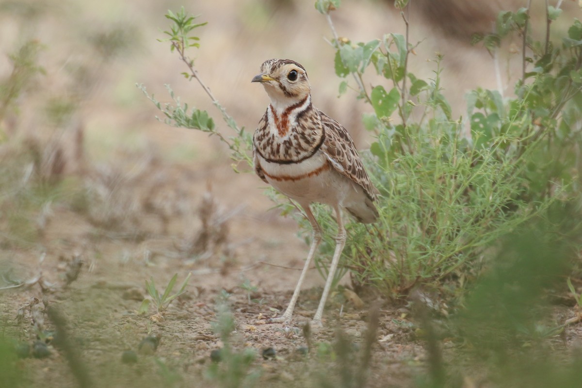 Three-banded Courser - ML355186551