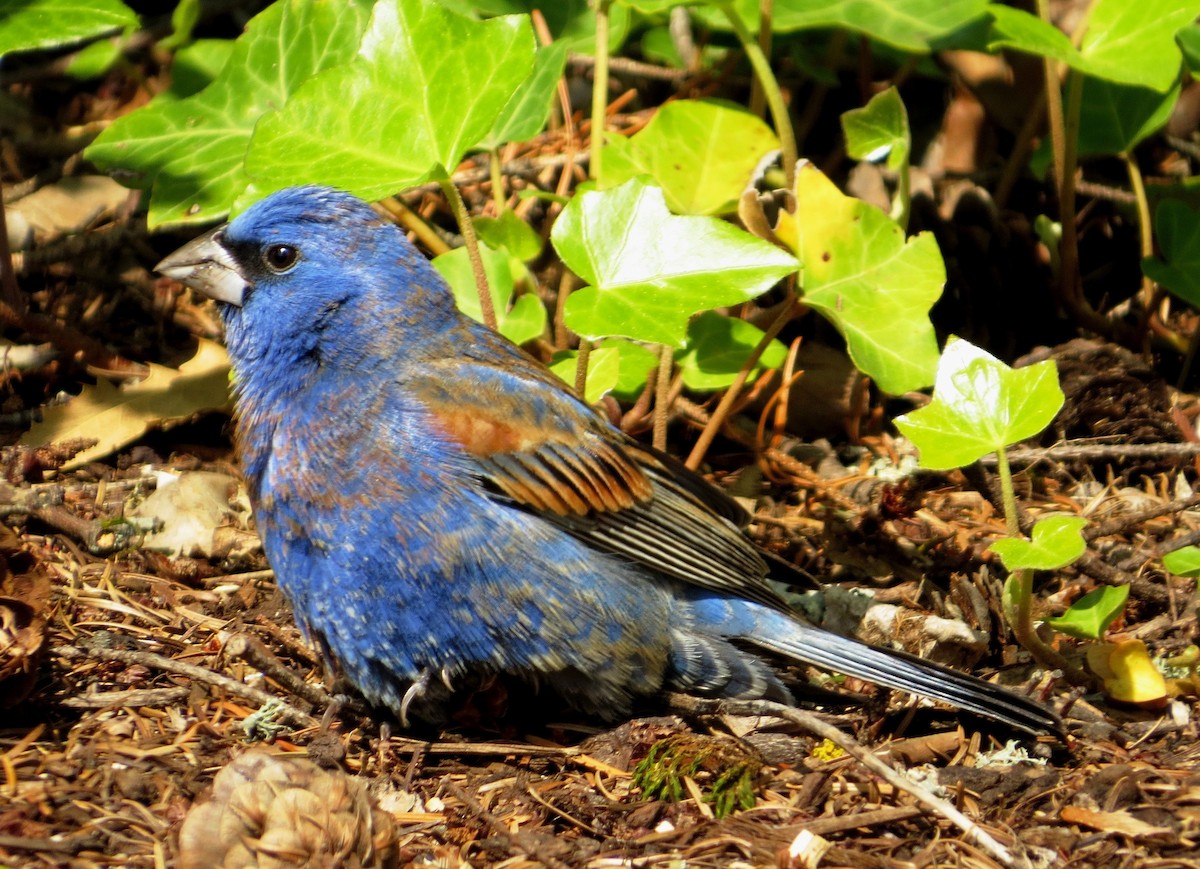 Blue Grosbeak - Nels Nelson