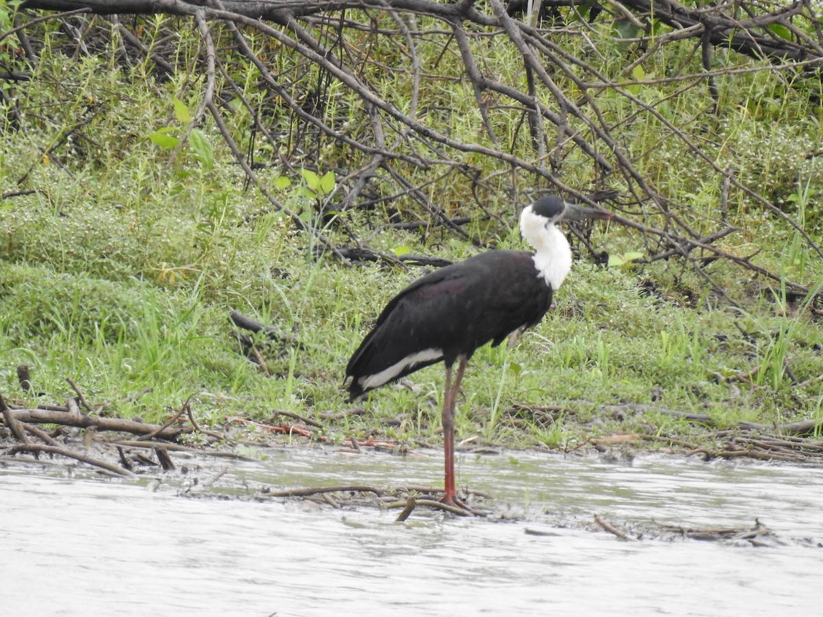 Asian Woolly-necked Stork - ML355186641