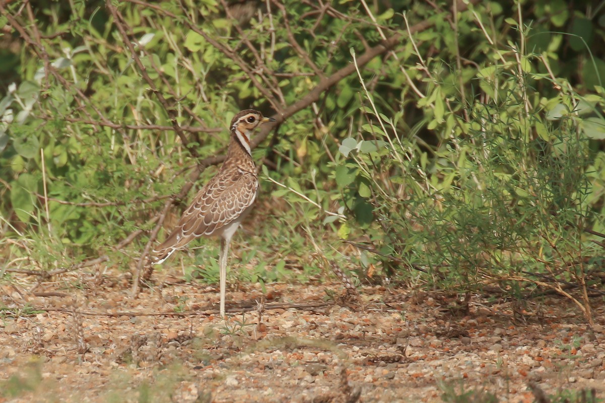 Three-banded Courser - ML355186701