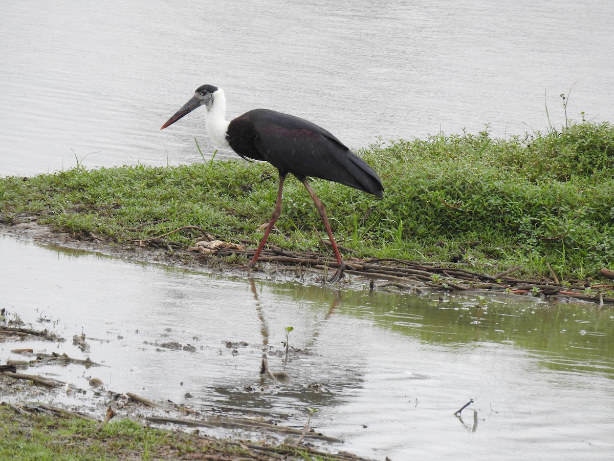 Asian Woolly-necked Stork - ML355186721