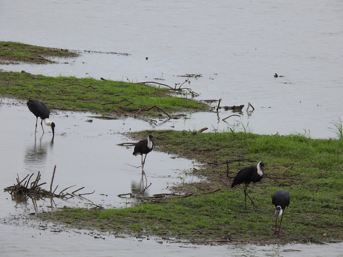 Asian Woolly-necked Stork - ML355186801