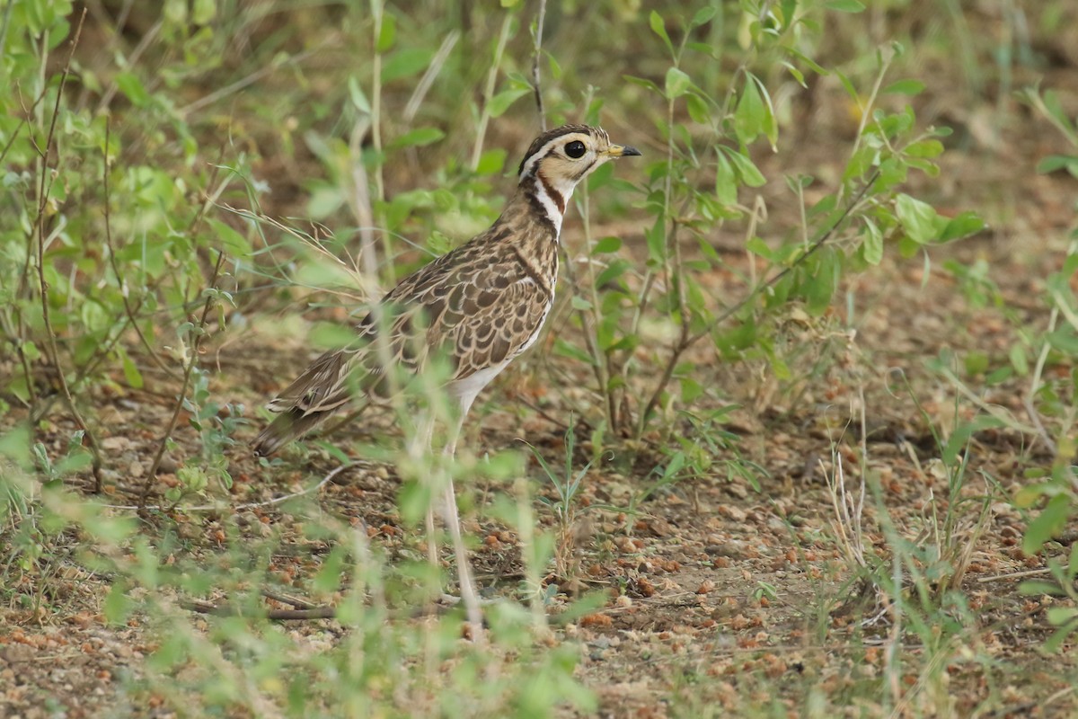 Three-banded Courser - ML355186881